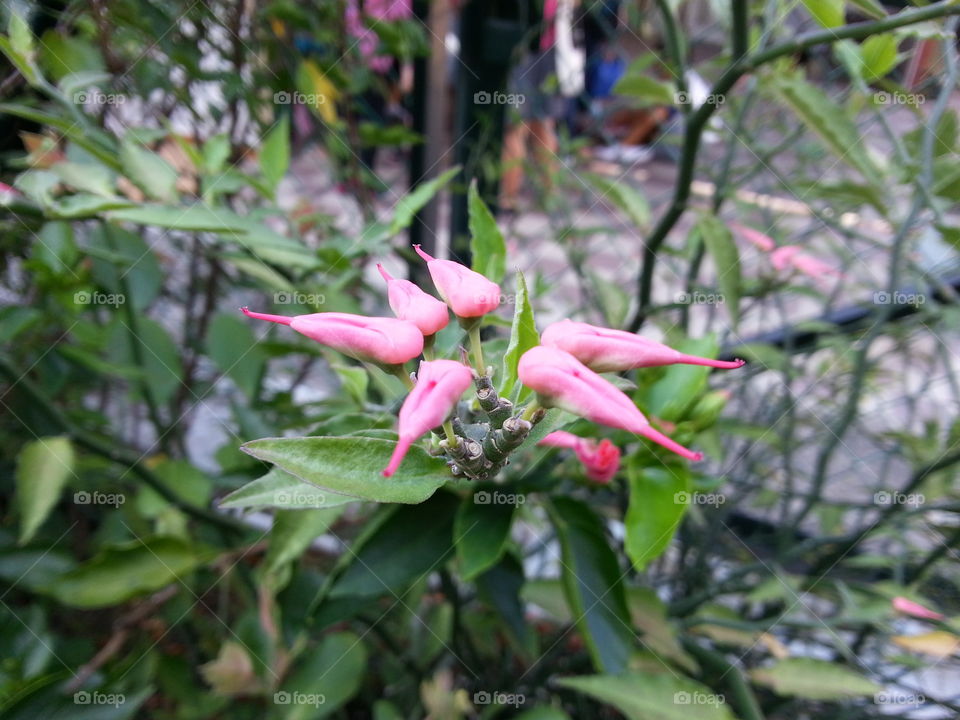 Pedilanthus coalcomanensis or Redbird flower, it requires a sunny area to grow