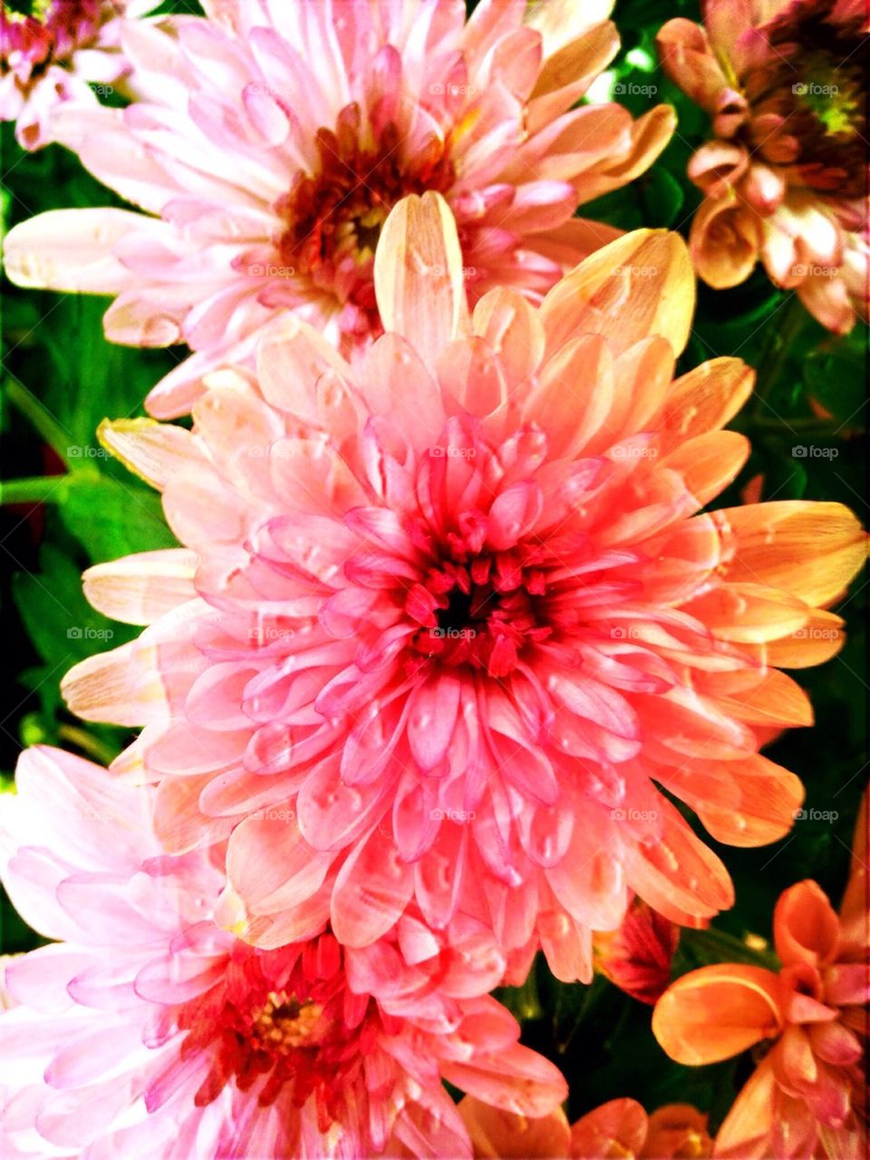 Pink mums with raindrops