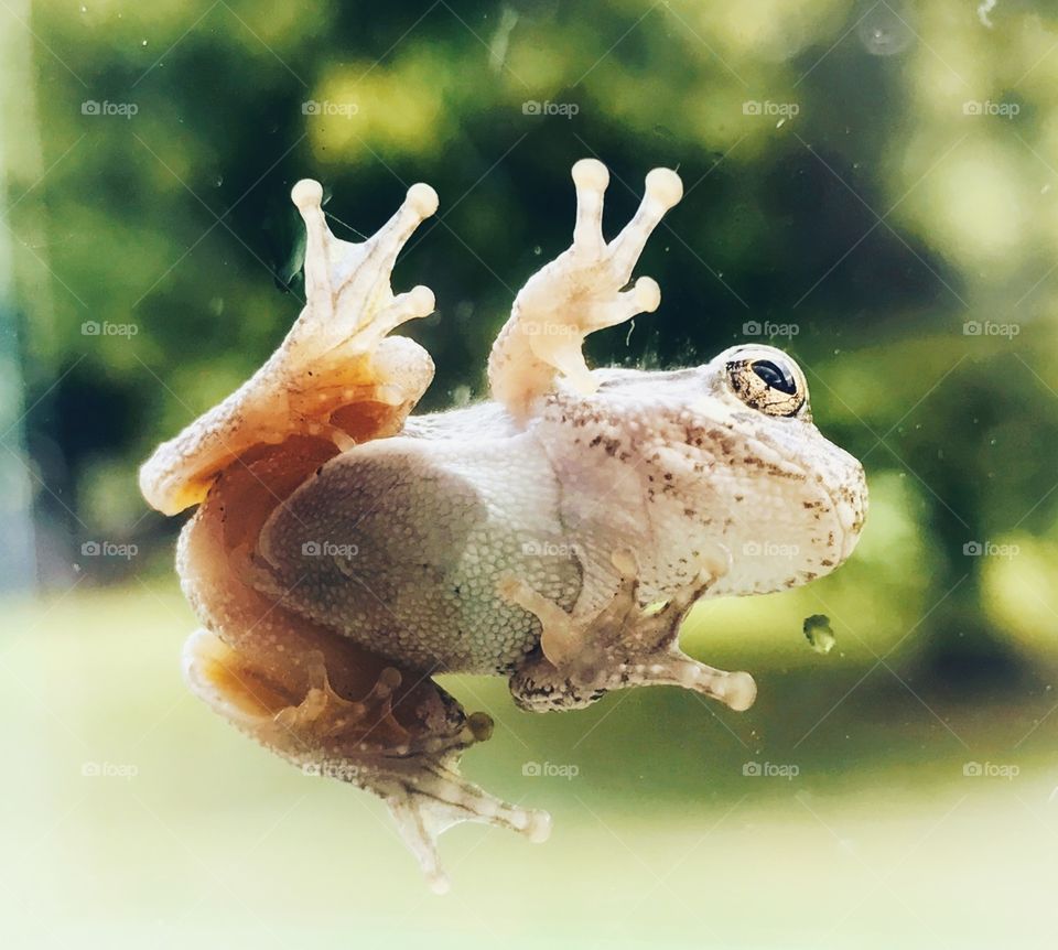 Translucent Frog