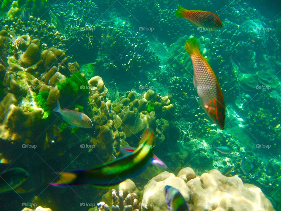 Koh Rok under surface. The beauty of fishes