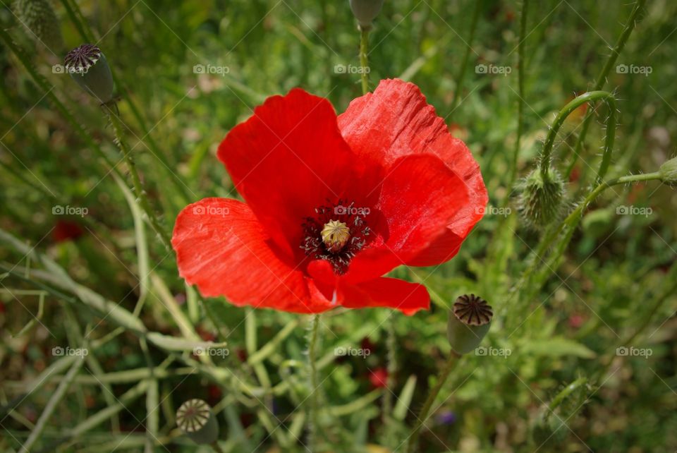 Poppy