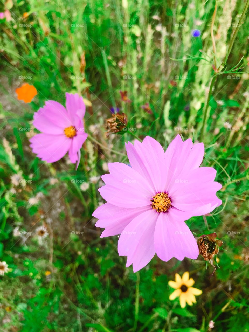 Purple/pink flowers 
