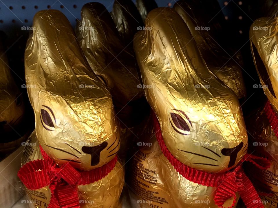 Chocolate Bunnies