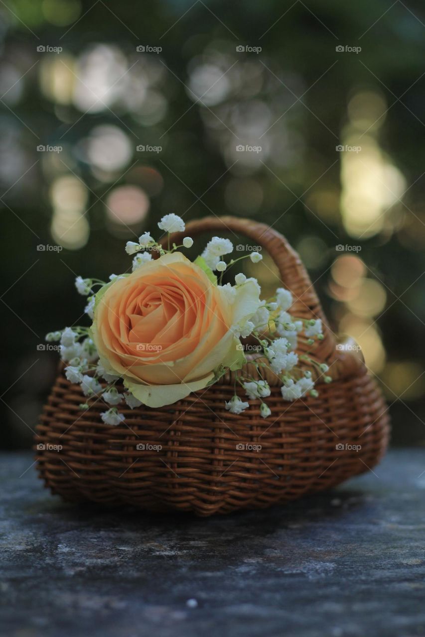 Rose flower in a rattan vase