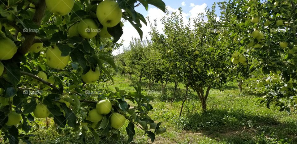 Apple garden during late summer in Batna city fields in deep Algerian mountains