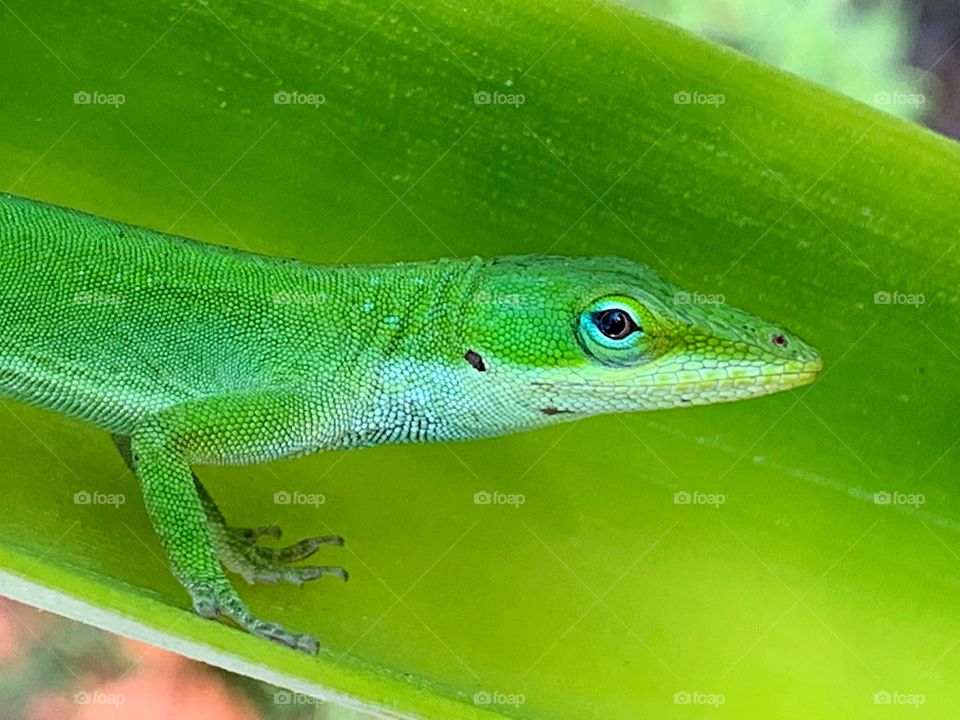 Trying to hide in a pineapple leaf - Geckos are small, mostly carnivorous lizards that have a wide distribution, found on every continent except Antarctica.