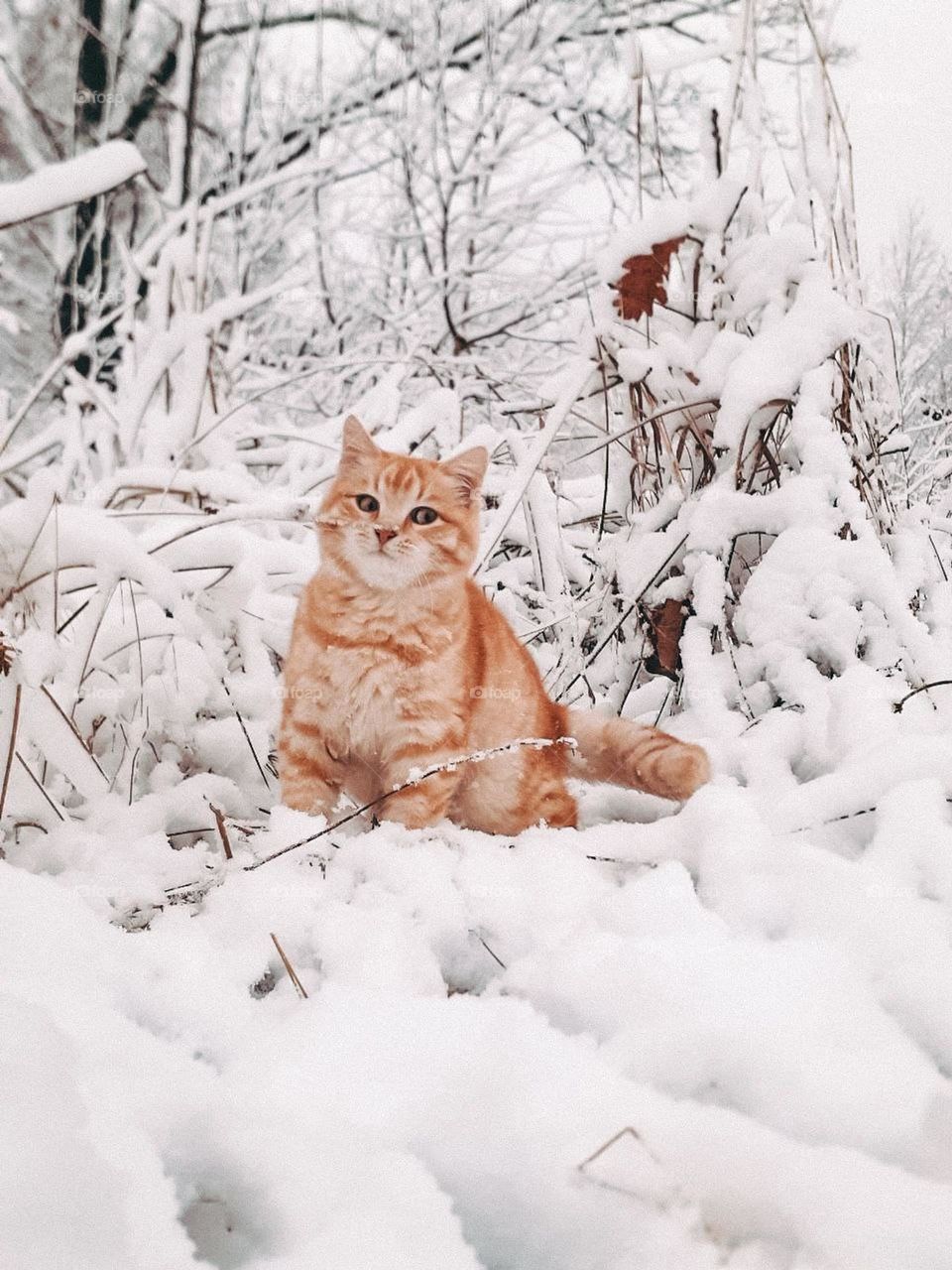 funny photo of a red-haired cat with a funny expression on his face among snowdrifts