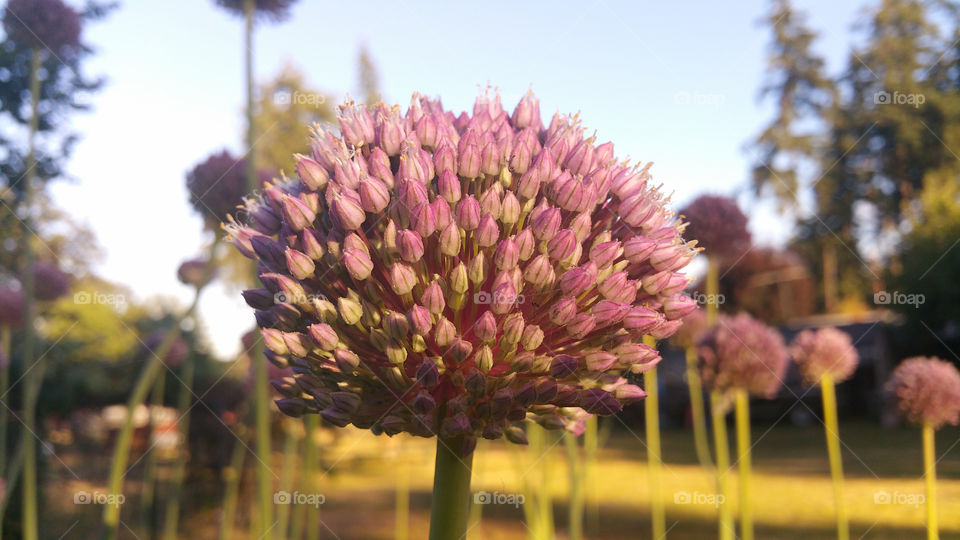 Garlic Flower up close 3