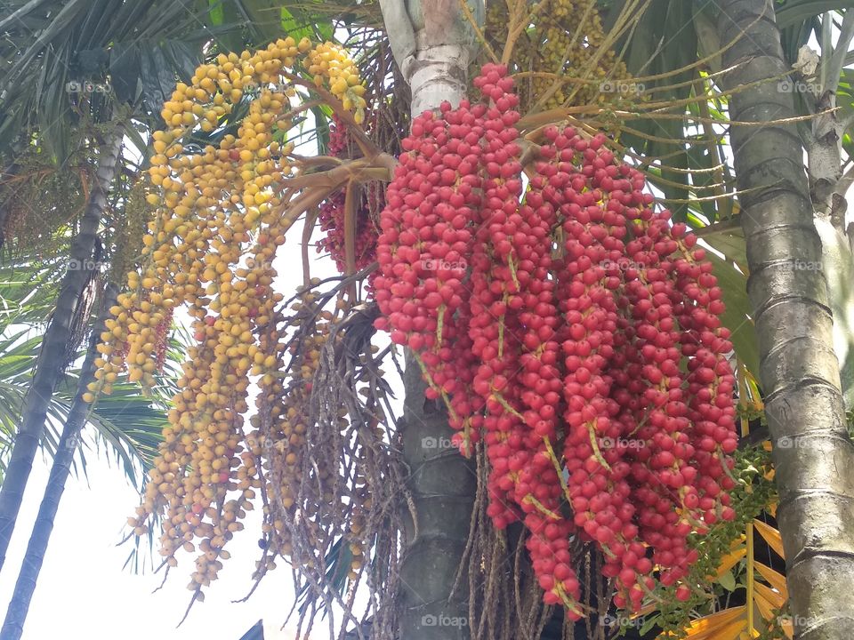 Exotic Palm Fruits