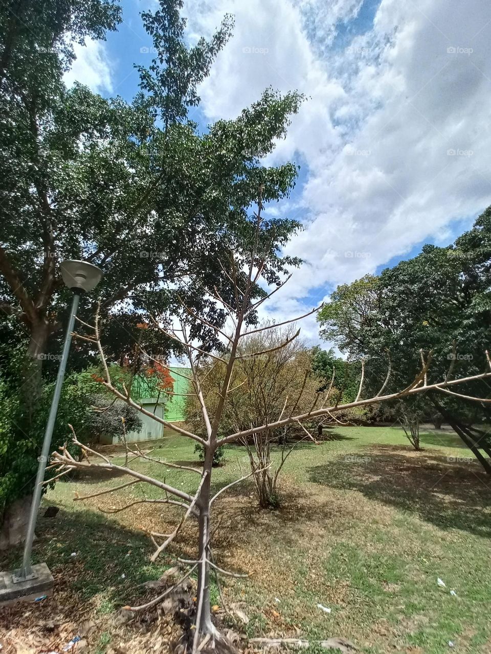 As plantas mudar de cor, com menos luz Solar a primeira alteração  dessas plantas é parar de produzir clorofila, pigmento verde importante no processo  da fotossíntese