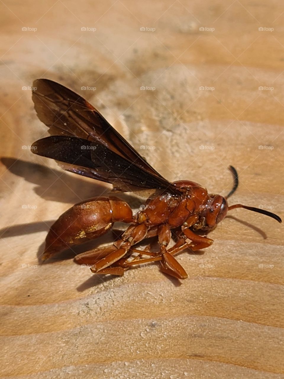 I hope its not a deadly one