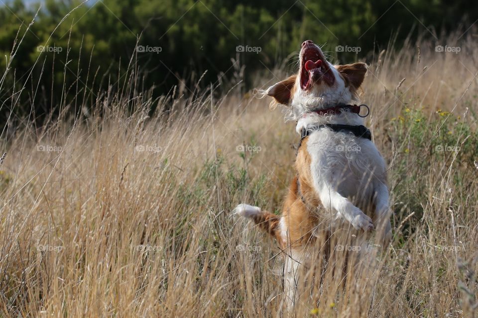 jumping dog