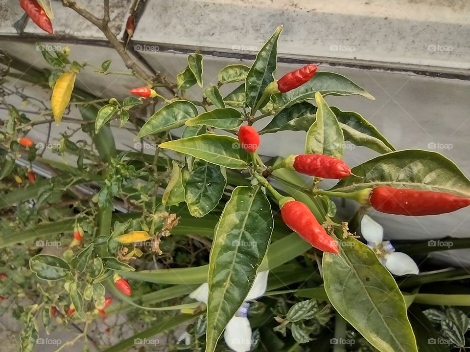 Pimenta Malagueta