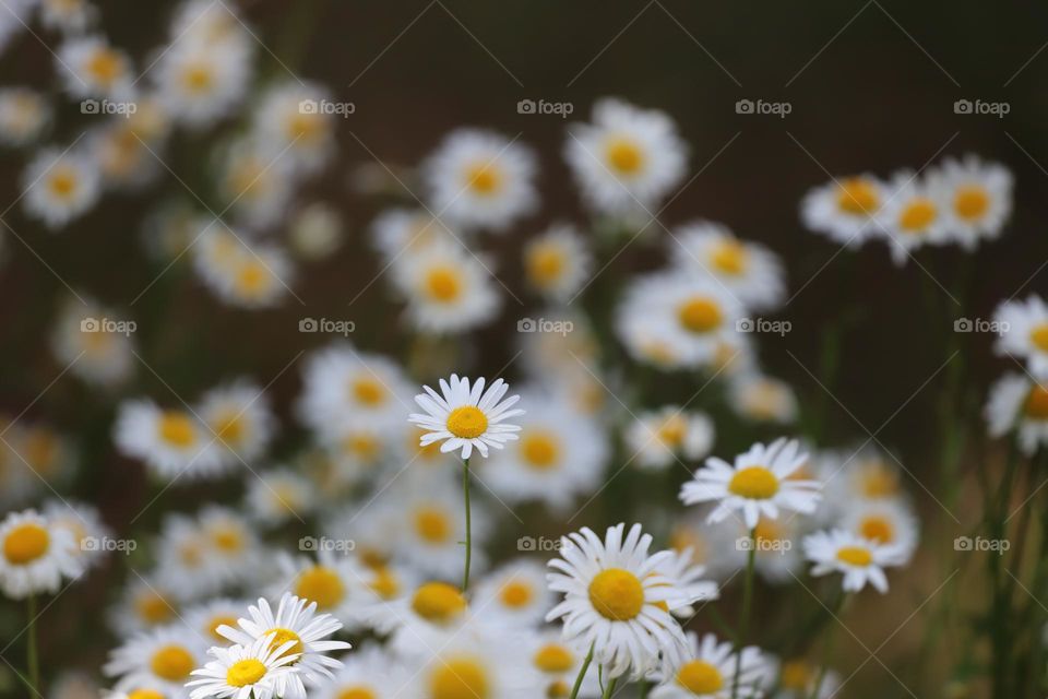 Daisies 