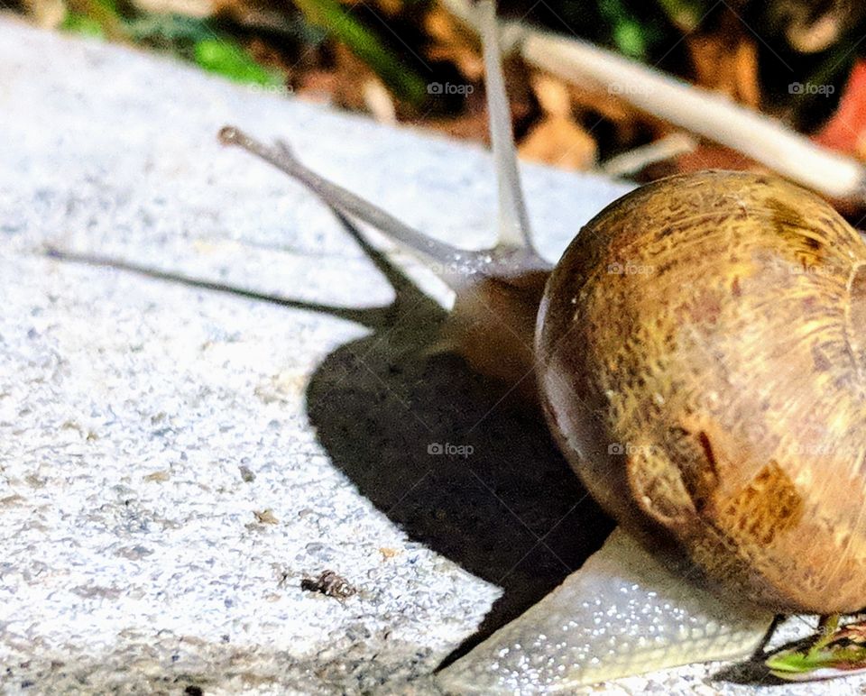 Do you think snails know they have a reflection? lol