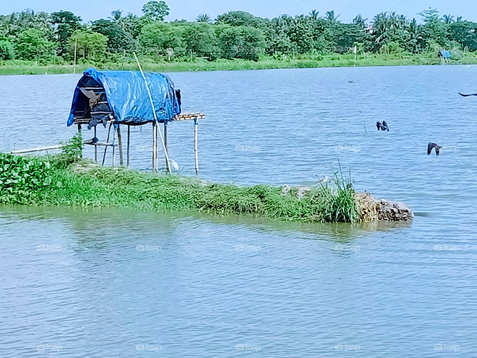 Fish cultivation
