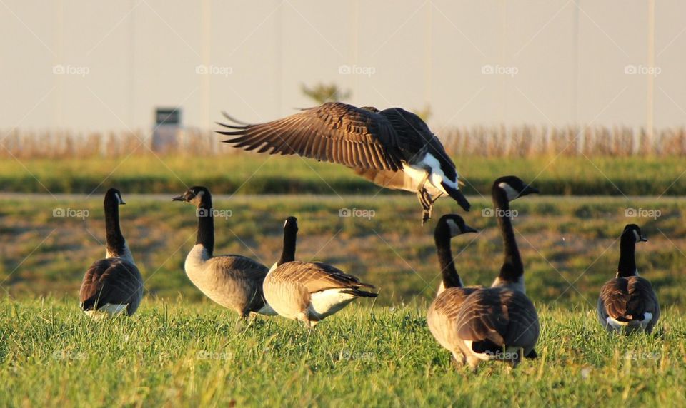 In flight