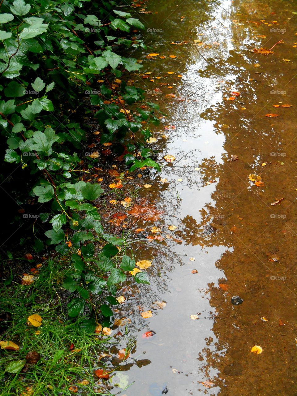 Fall, Leaf, No Person, Nature, Desktop