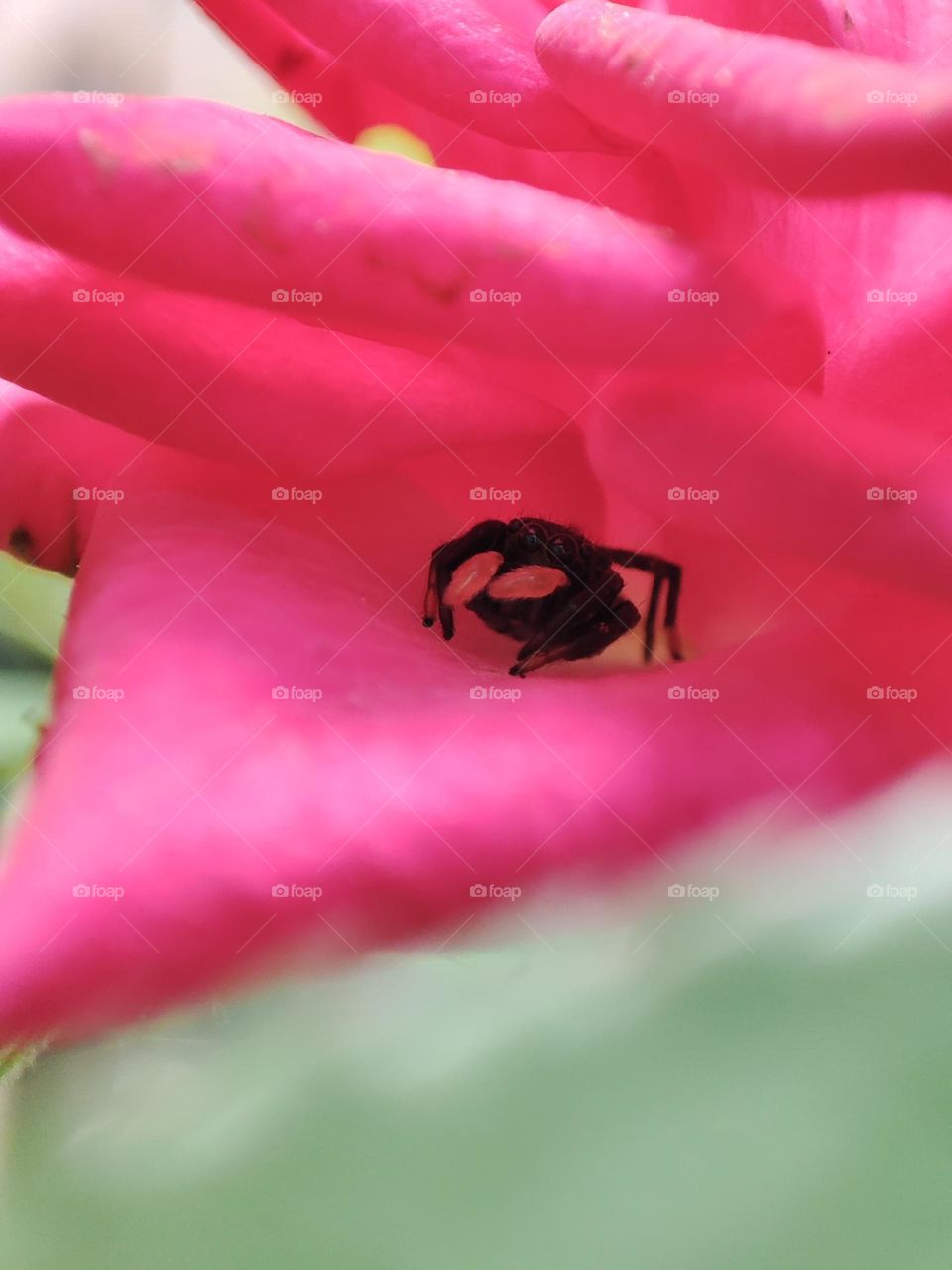 spider on the rose