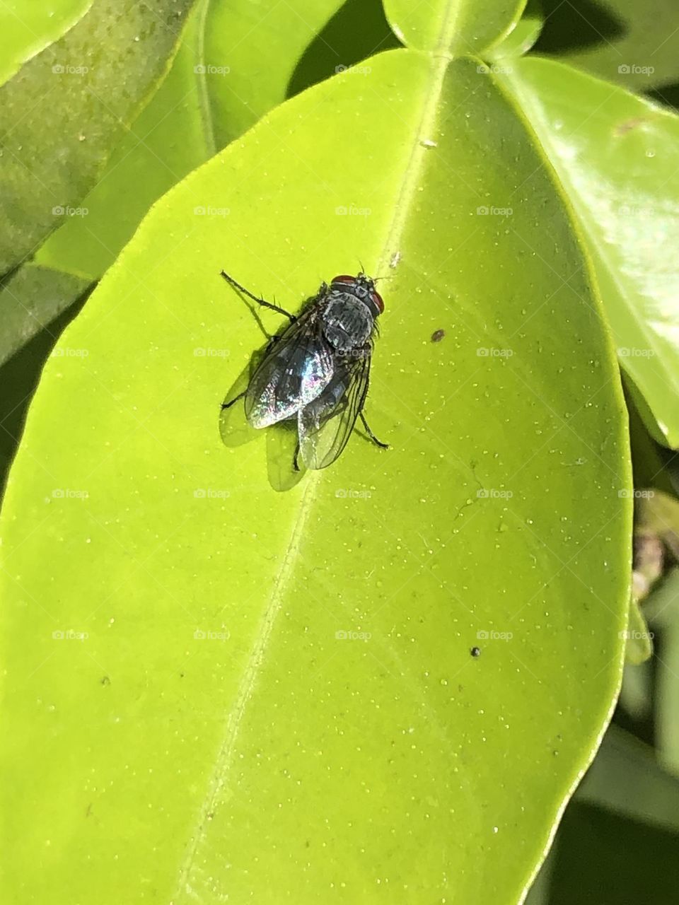 The fly is on  a green leave