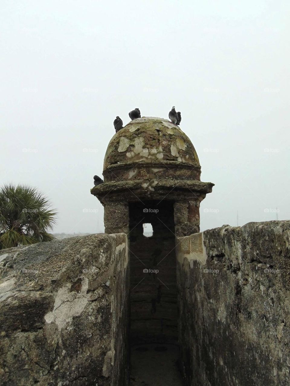 Pigeons on an old fort 