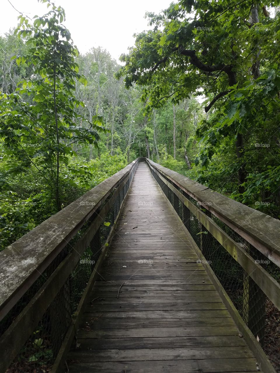 Walking bridge in woods