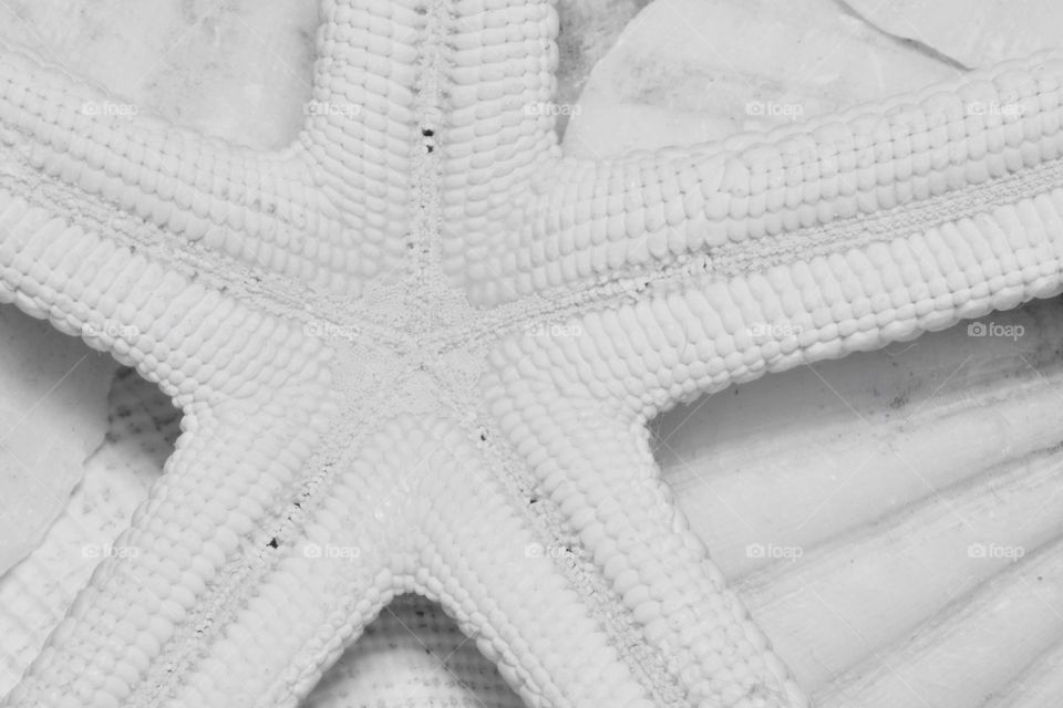 Upside down Starfish on Shells