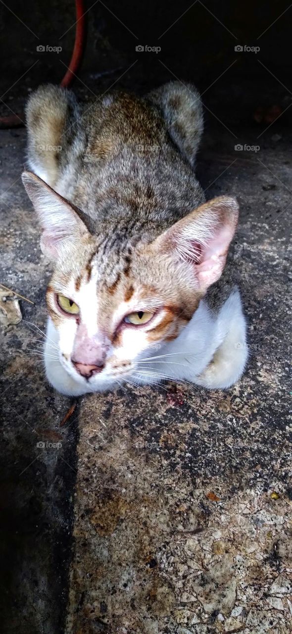 This cat is sitting under the chair looks sleepy.