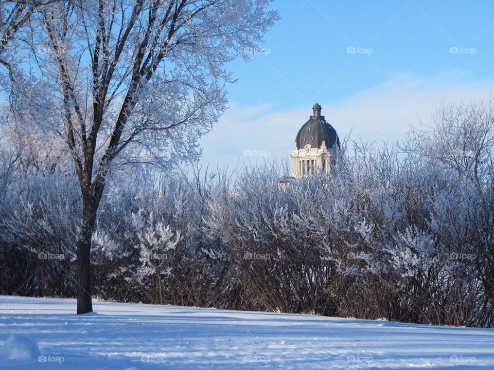 Frosty trees in winter season