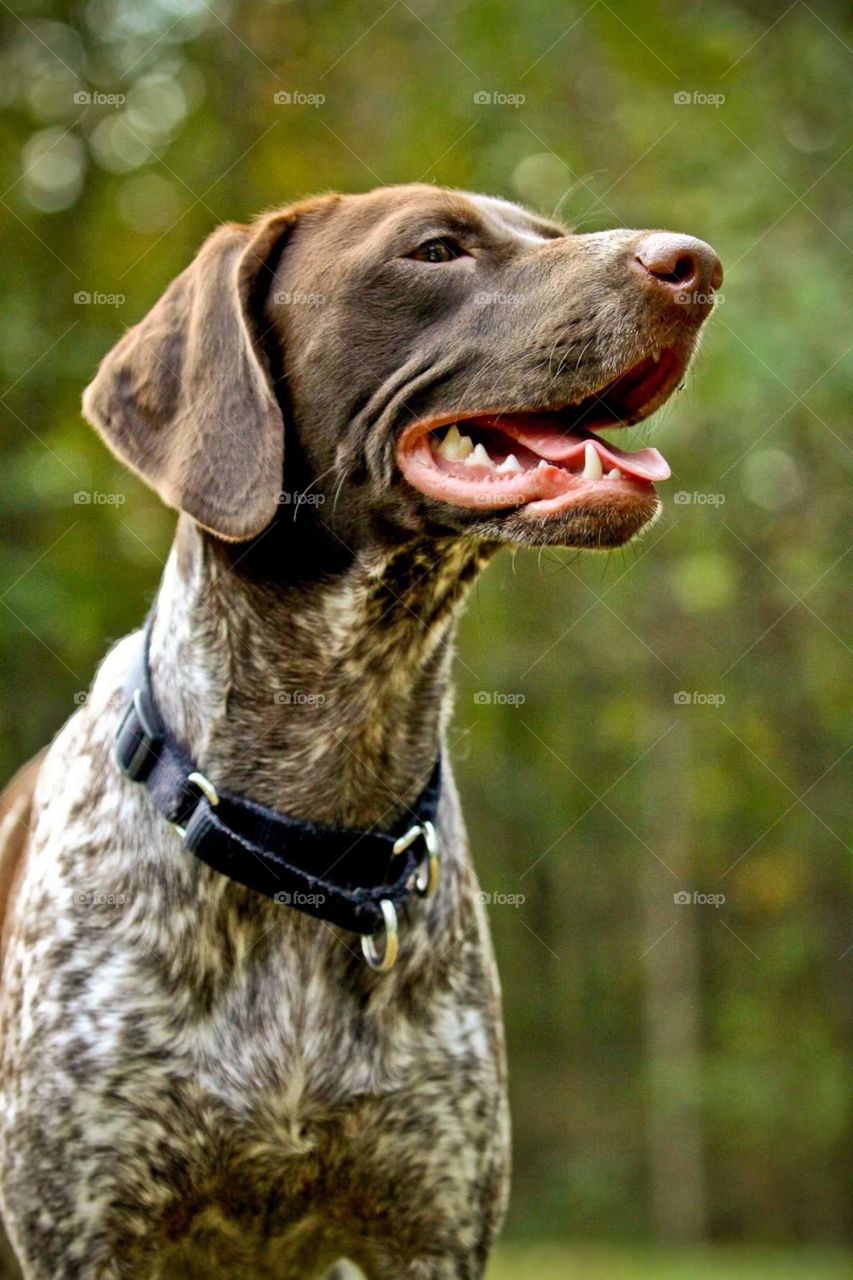 Remi GSP