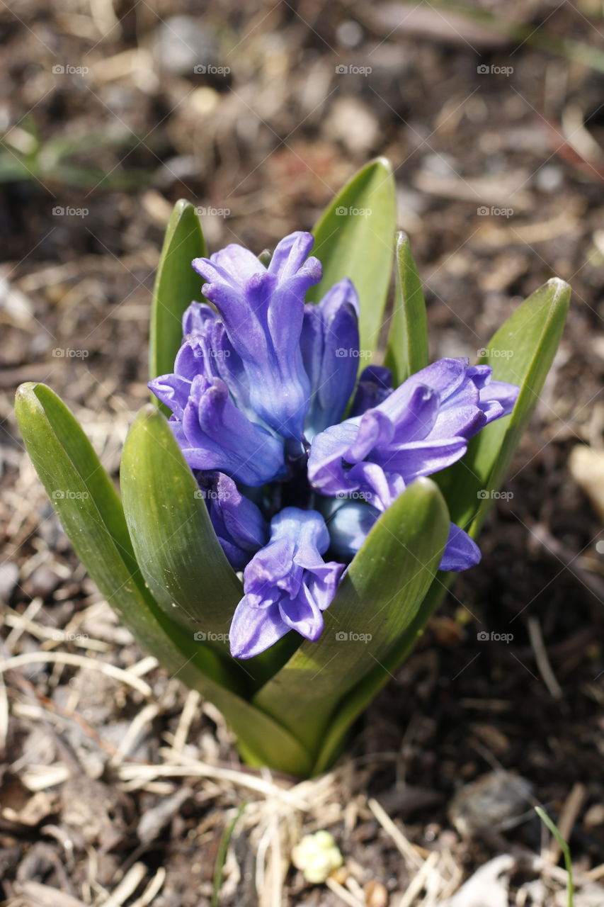 Hyacinth