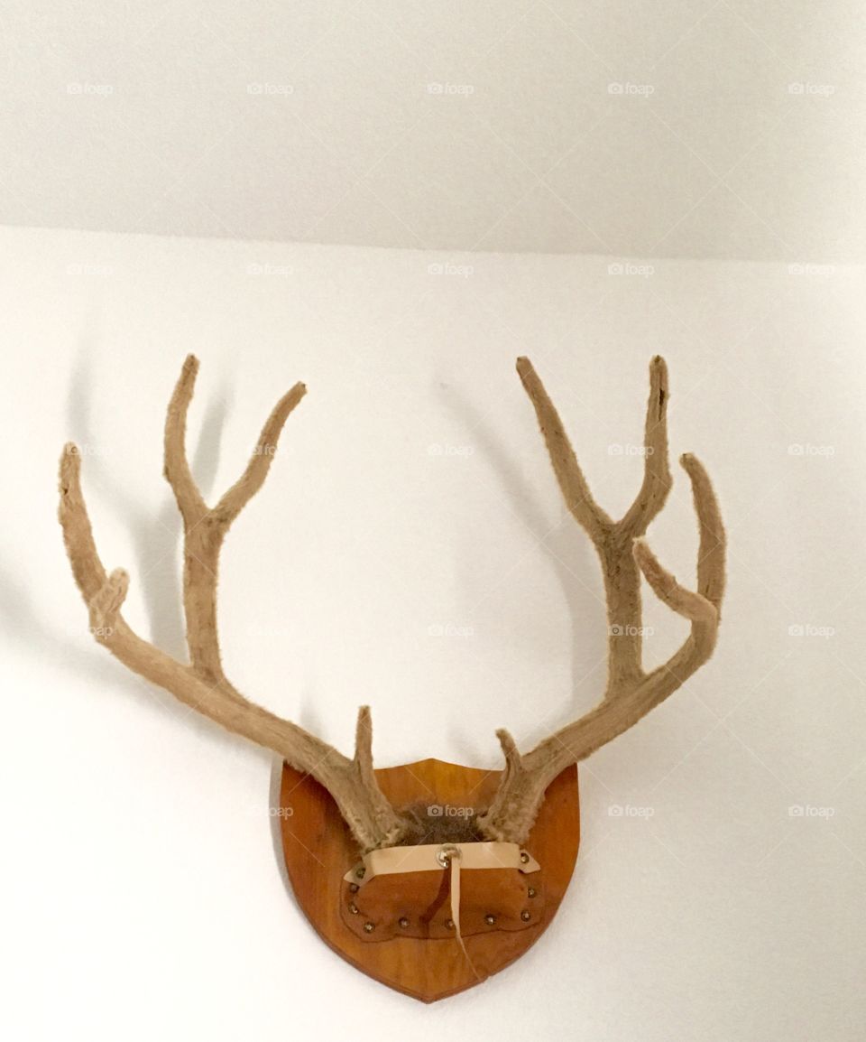 Velvet deer mount