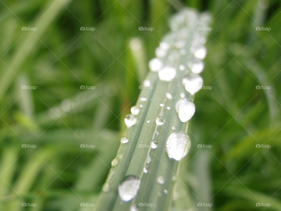 Rain Drops On Grass