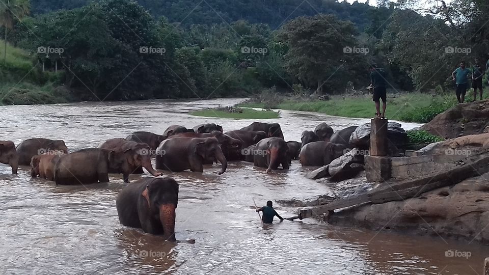 Elephant playing