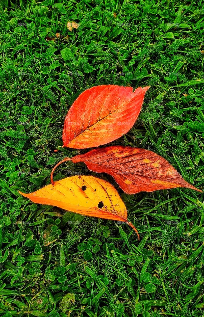 First Sings of Autumn