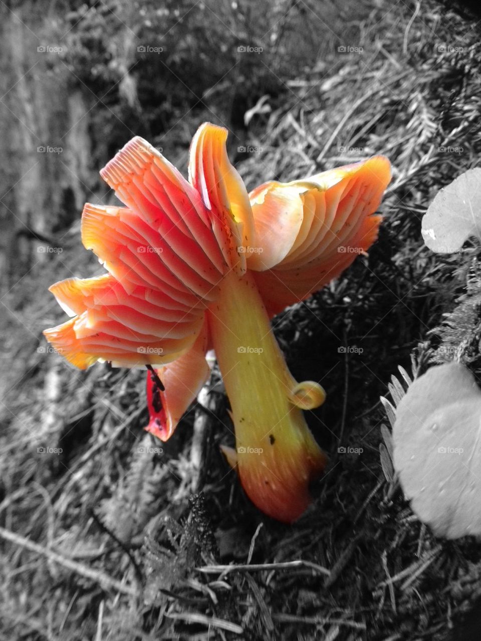 Colorful mushroom
