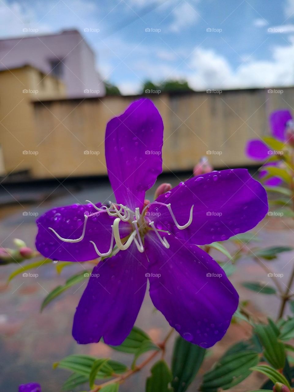 violet flower