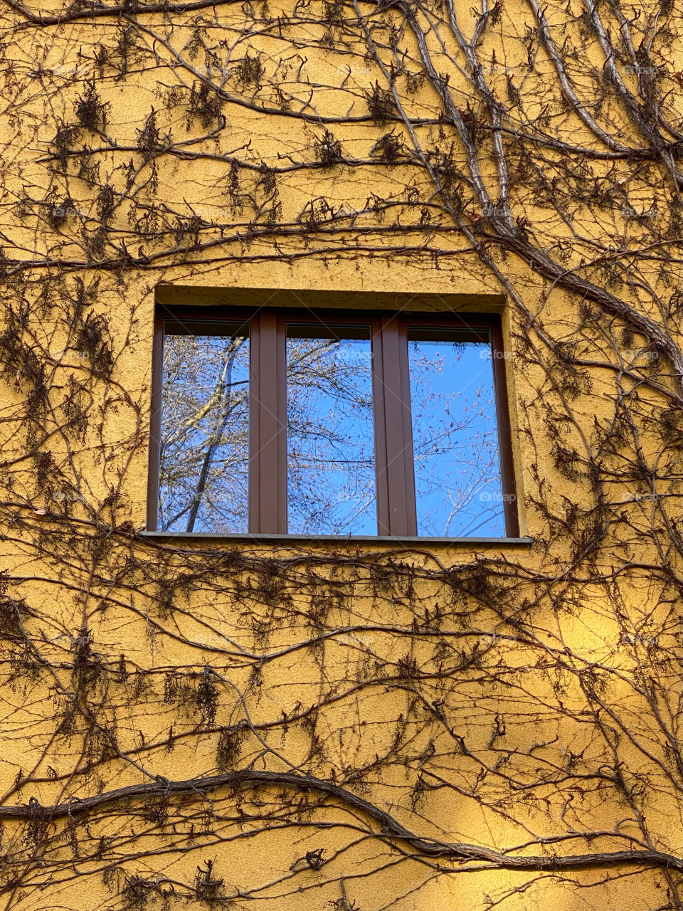 plant around the window on the wall