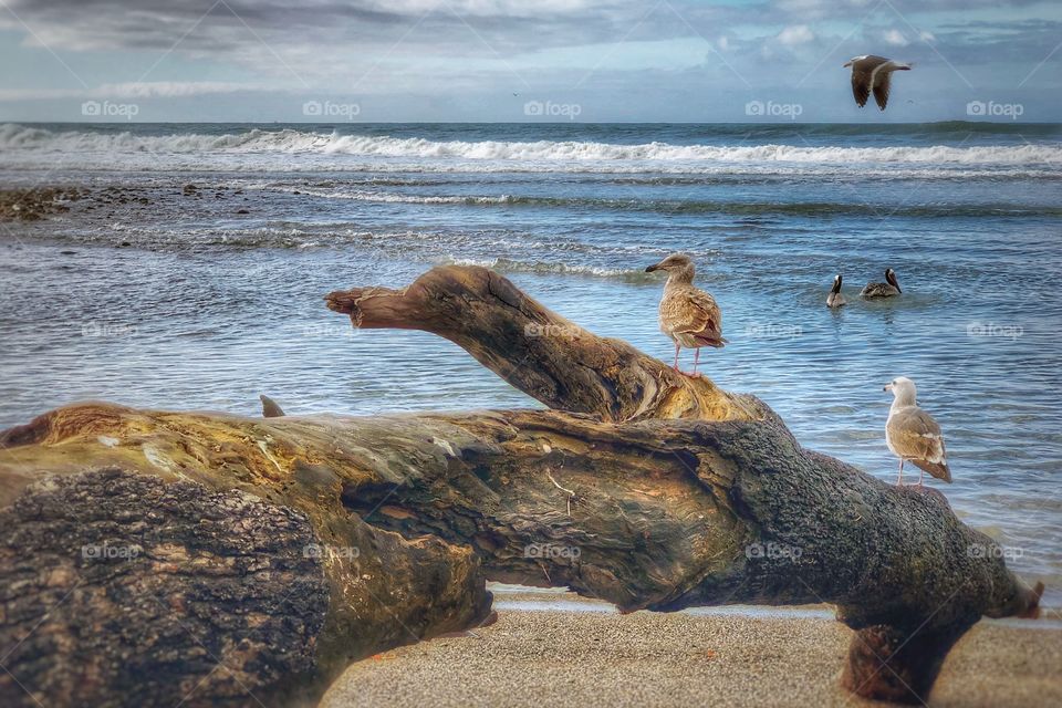 Spectacular Pelicans, Driftwood And Waves