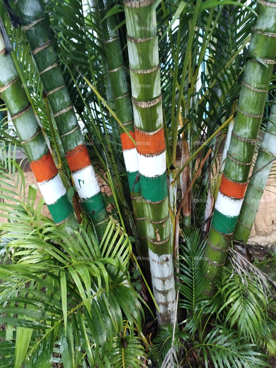 Tricoloured Painting 🎋🎋
At Trunk of Coconut Tree🌴🌴
Amazing creation...,