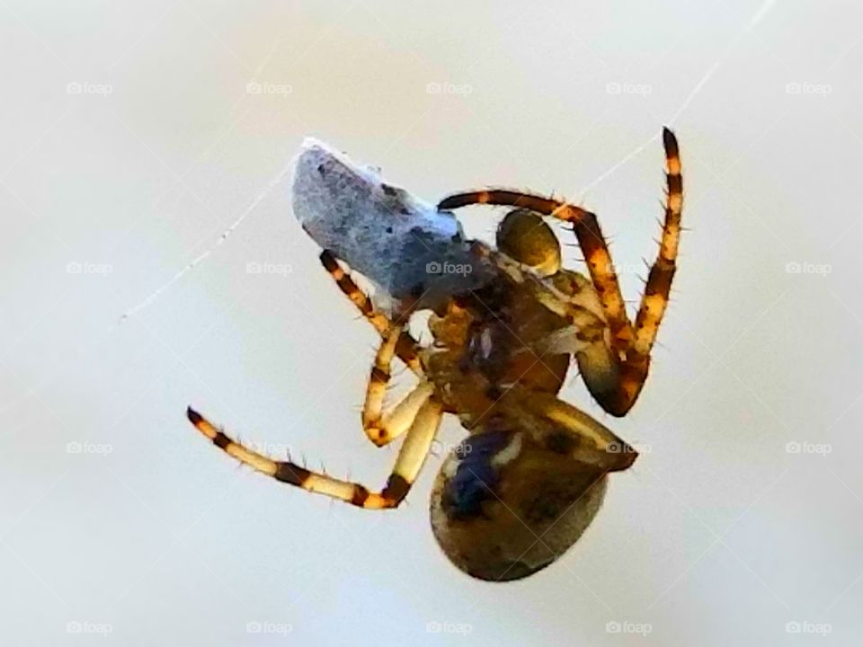 Spider and it's web, upclose.