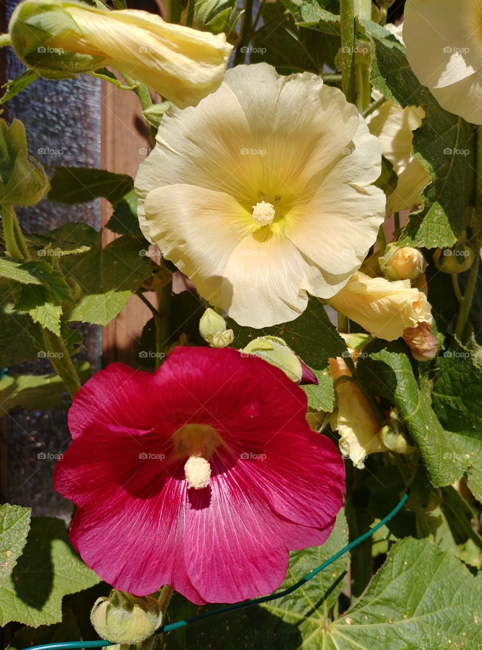 flower red yellow plant summer sommer Blüten Blumen. rot gelb