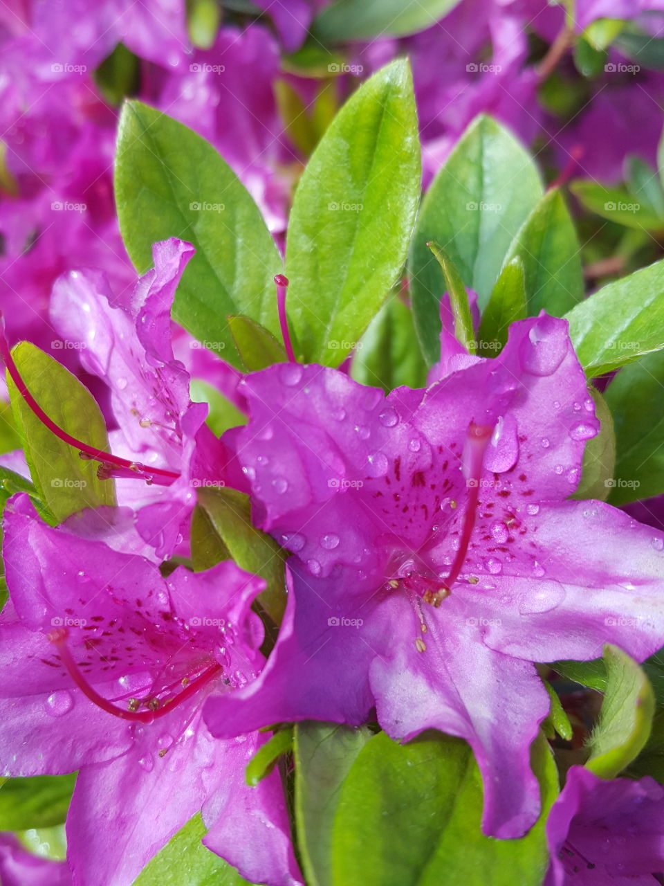Raindrop on pink flower