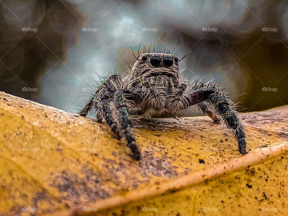 jumping spider perched on yellow dry leaves