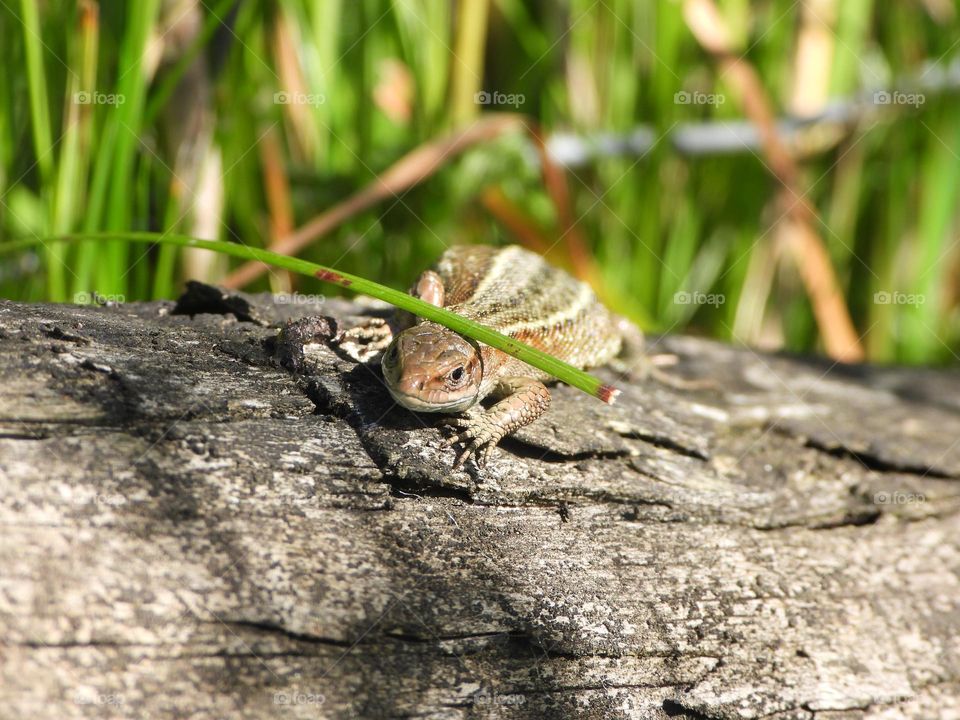 A lizard on a tree