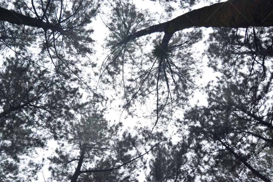 trees & the sky