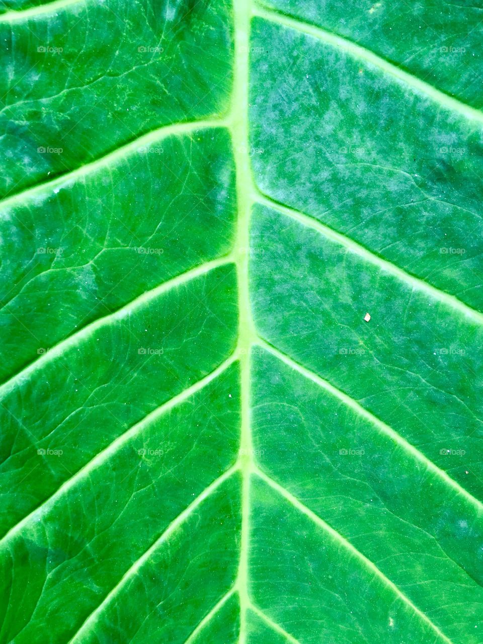 Detailed green leaf texture background.