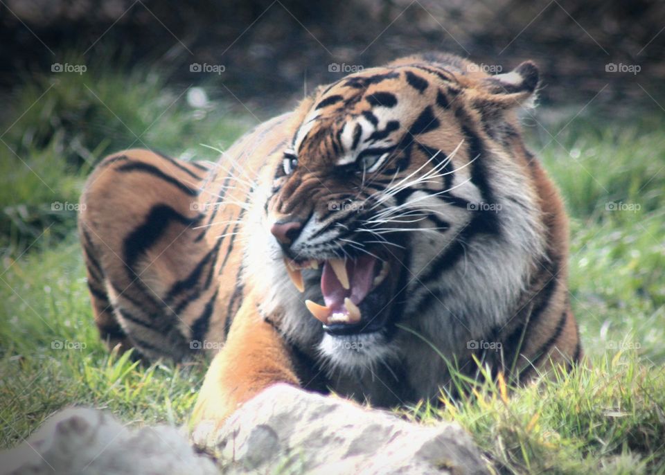 Animals, tiger, cat, predator, fangs,