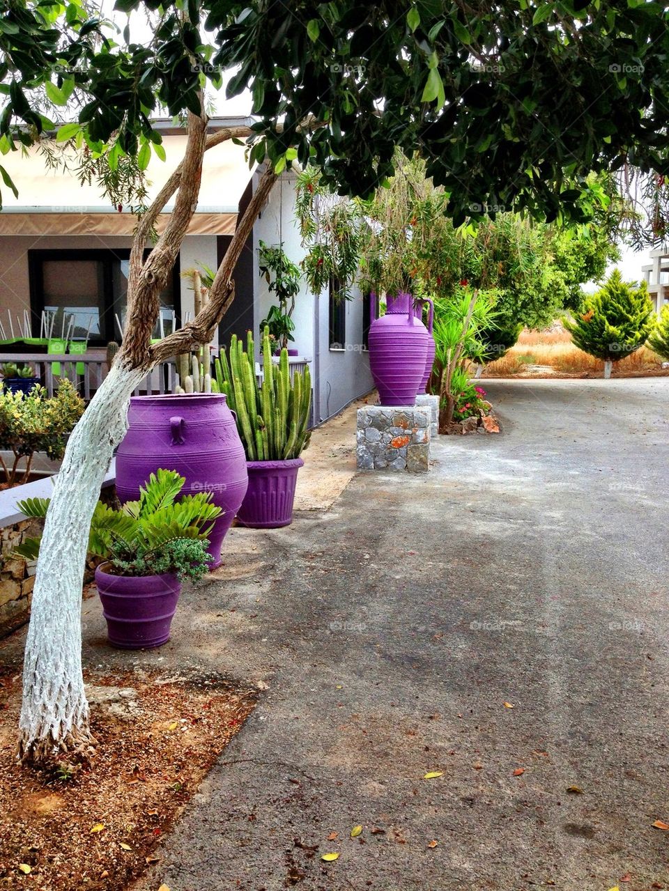 The purple pots