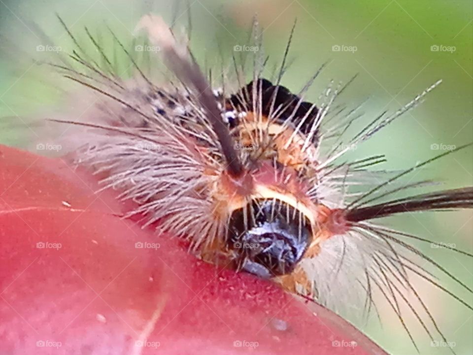 A caterpillar eating flower.